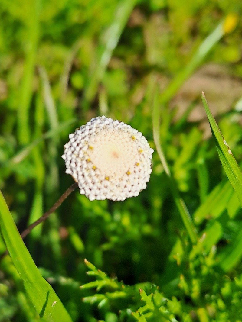 Cotula nudicaulis photo 5