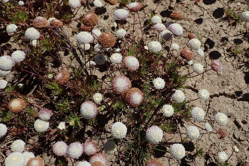 Cotula nudicaulis photo 6