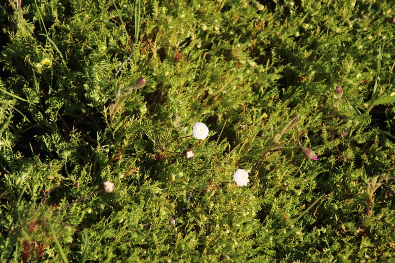 Cotula nudicaulis photo 7