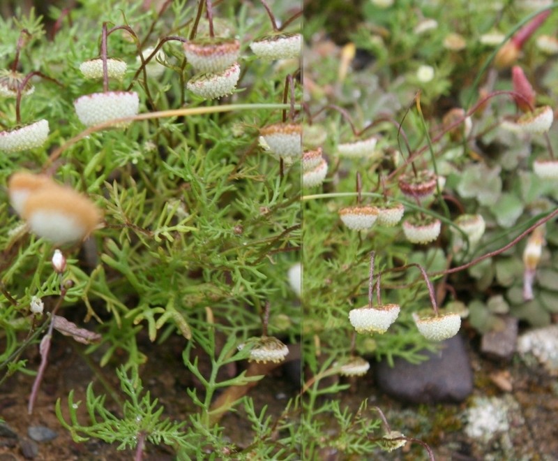 Cotula nudicaulis photo 8