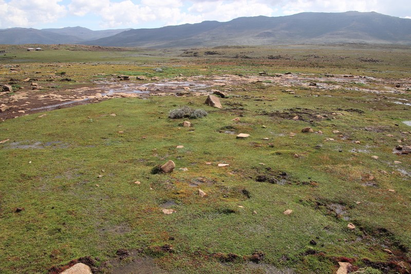 Cotula paludosa