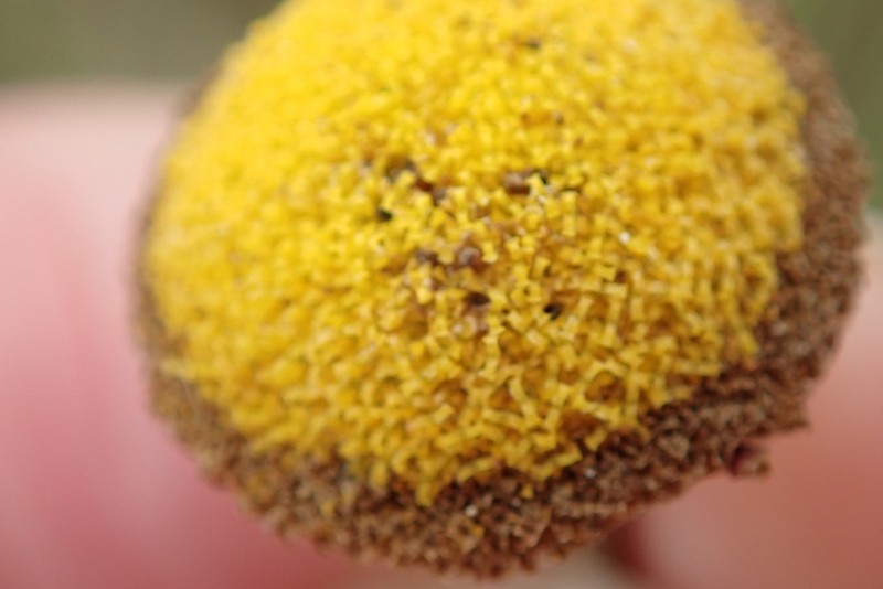 Cotula paludosa photo 3