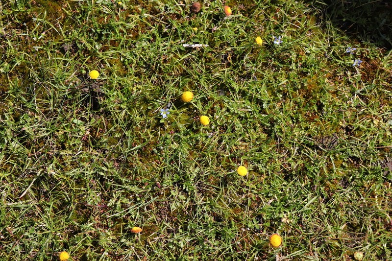 Cotula paludosa photo 4