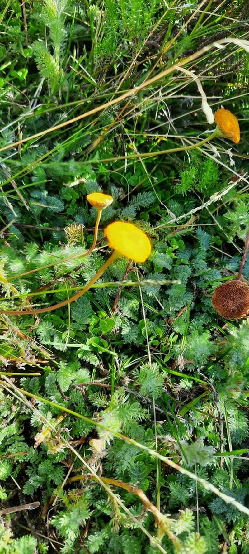 Cotula paludosa photo 6