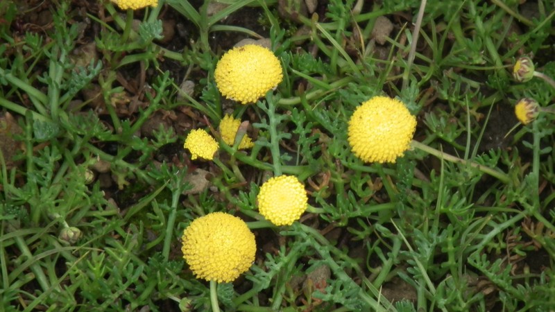 Cotula paludosa photo 7