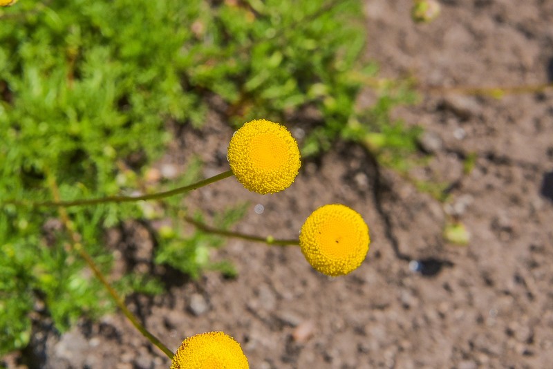 Cotula paludosa photo 8