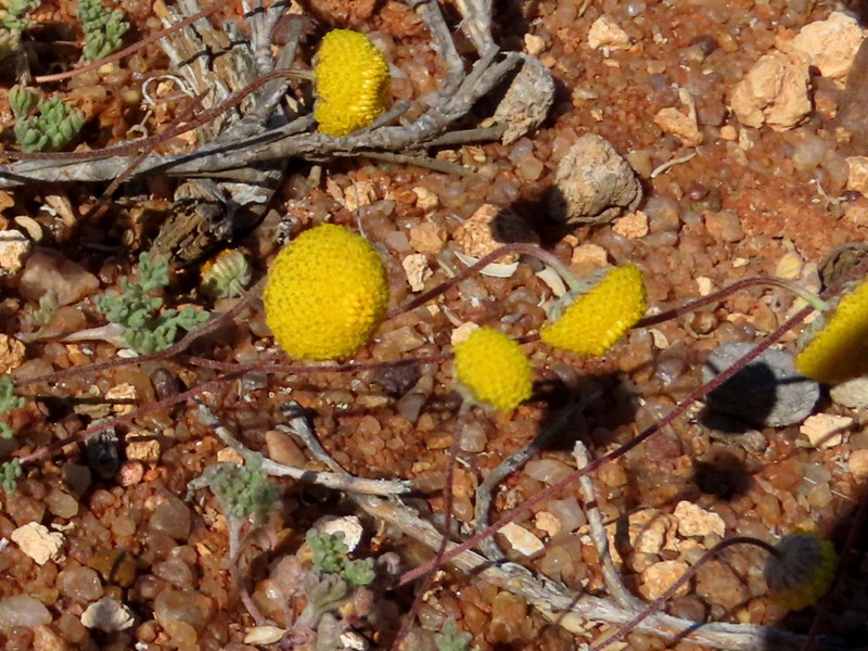 Cotula pedicellata