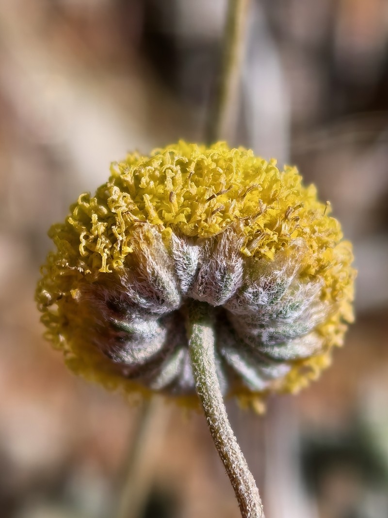 Cotula pedicellata photo 2