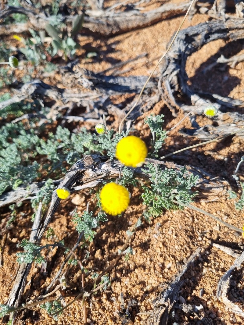 Cotula pedicellata photo 3