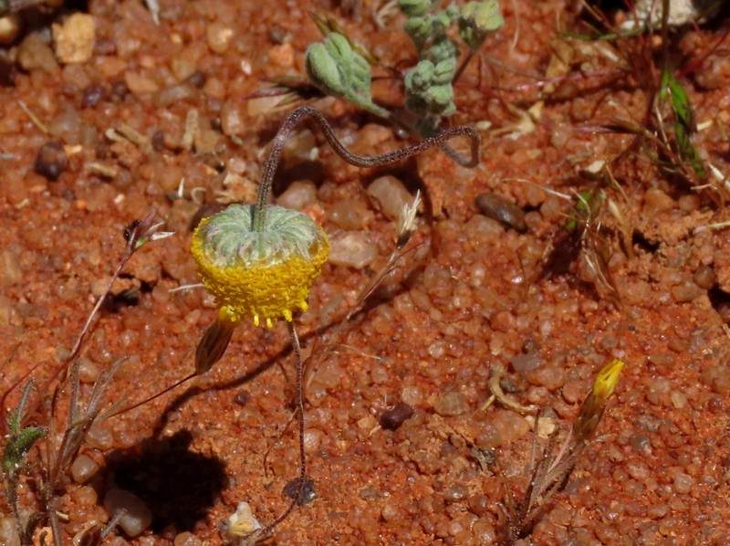 Cotula pedicellata photo 4