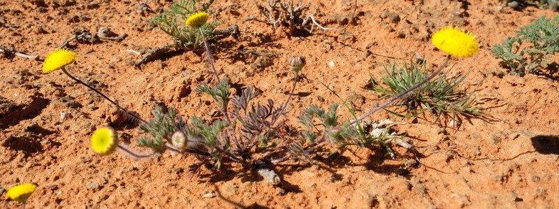 Cotula pedicellata photo 5