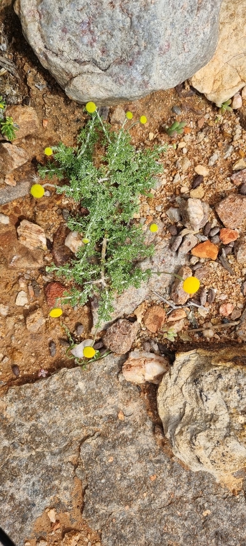 Cotula pedicellata photo 6