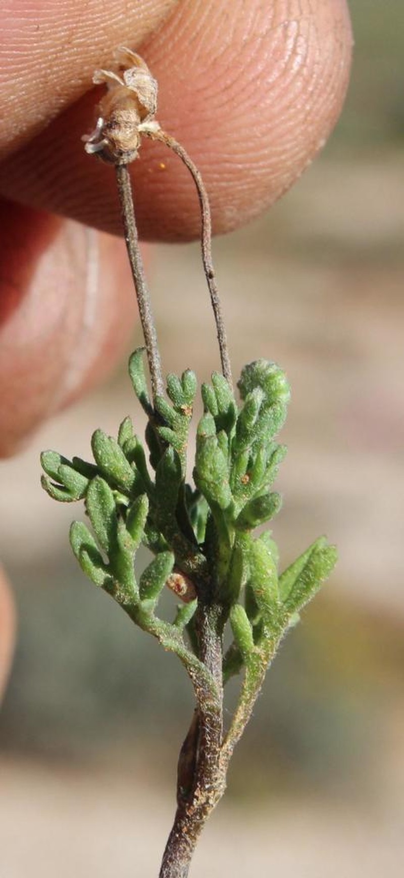 Cotula pedicellata photo 7