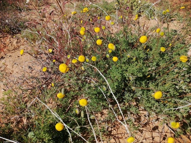 Cotula pedicellata photo 8
