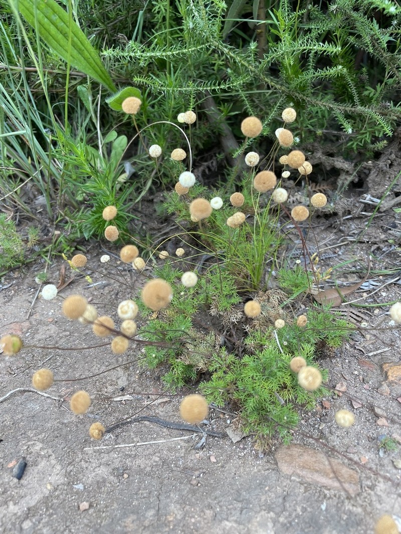 Cotula perennans photo 2
