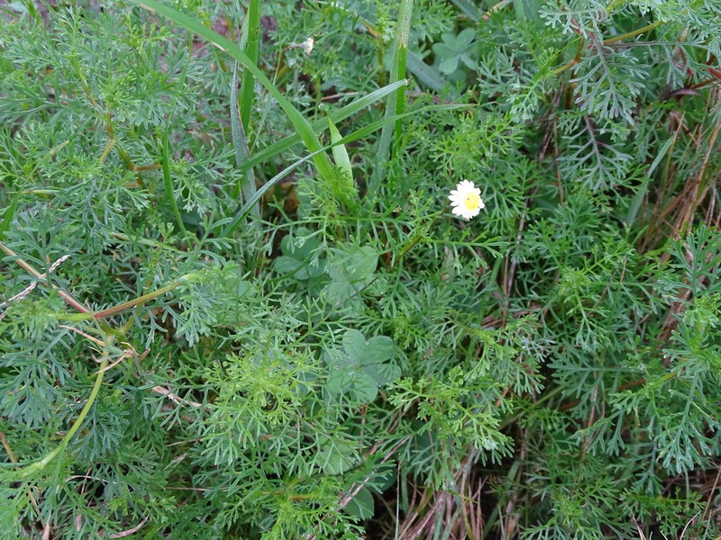 Cotula perennans photo 3
