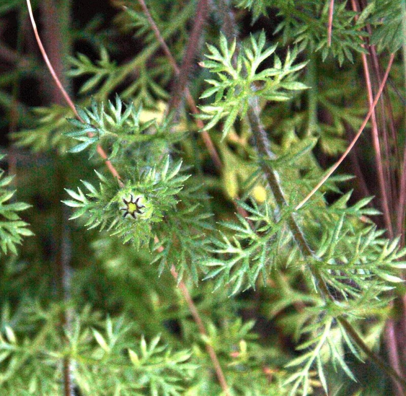 Cotula perennans photo 6