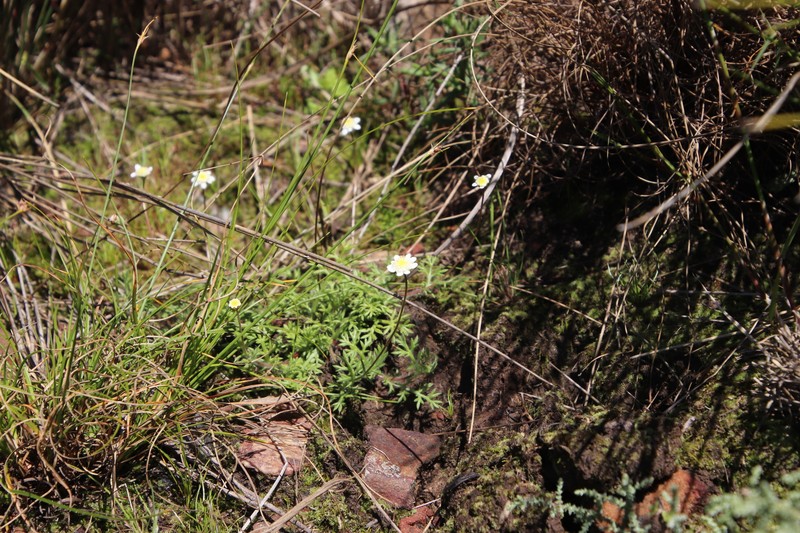 Cotula perennans photo 8