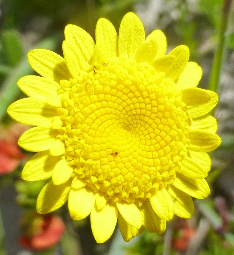 Cotula pruinosa