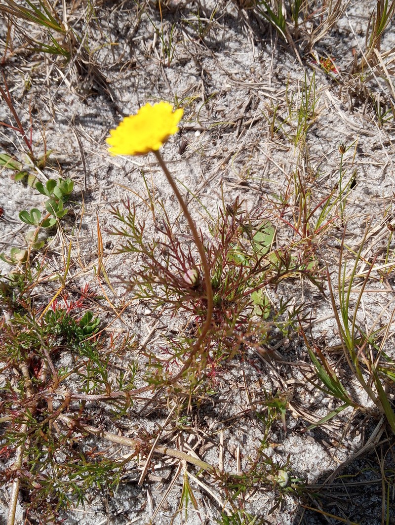 Cotula pruinosa photo 2