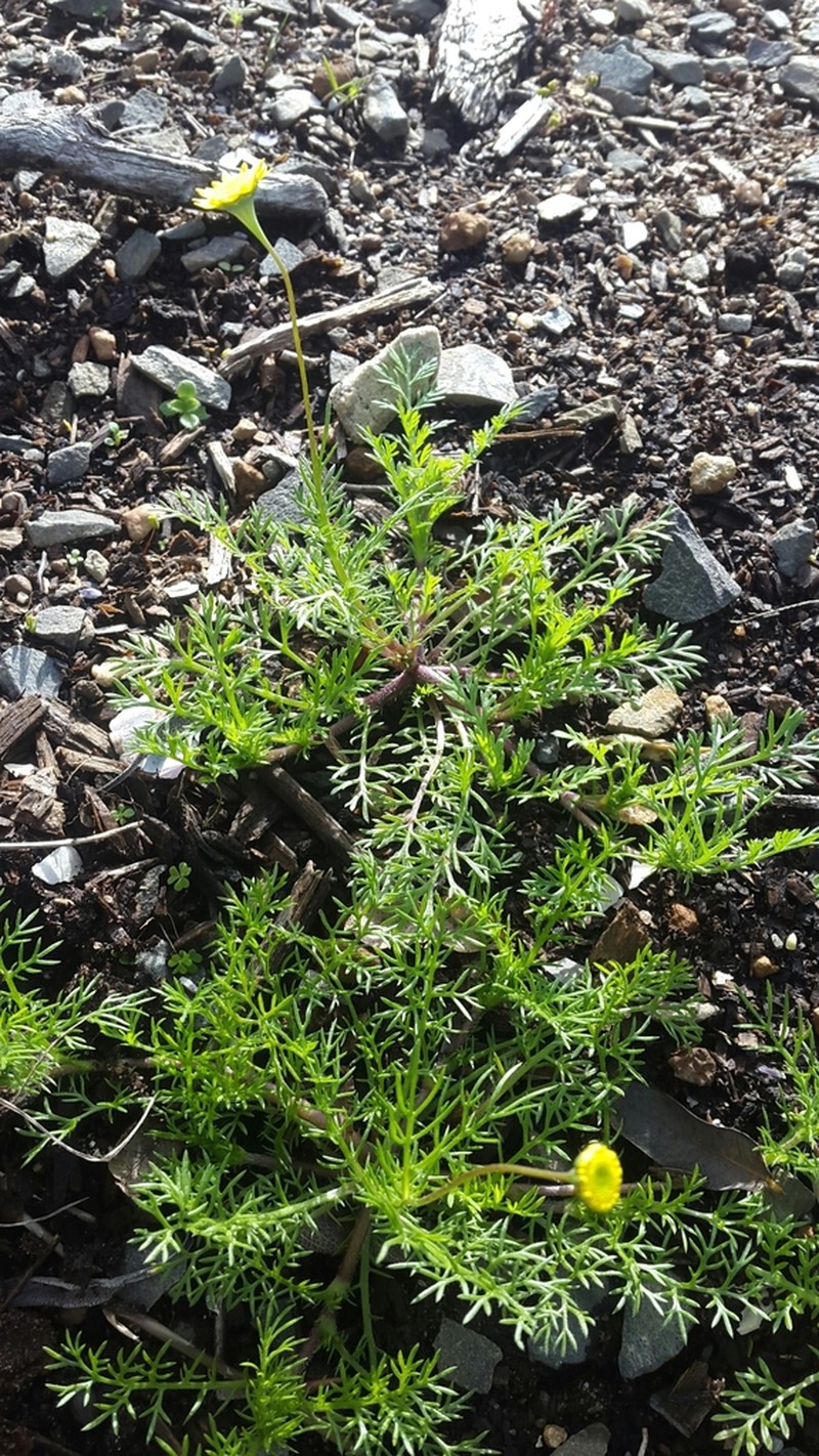 Cotula pruinosa photo 3