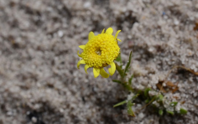 Cotula pruinosa photo 5