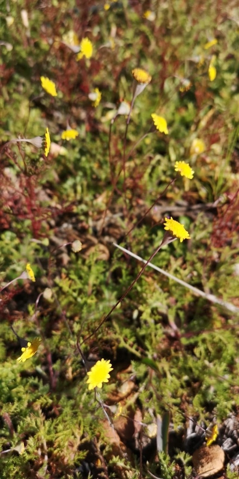 Cotula pruinosa photo 7