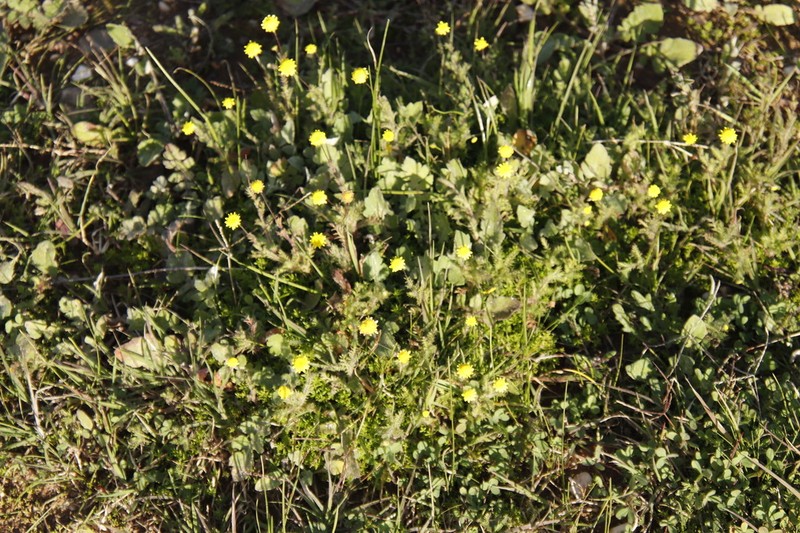 Cotula pruinosa photo 8