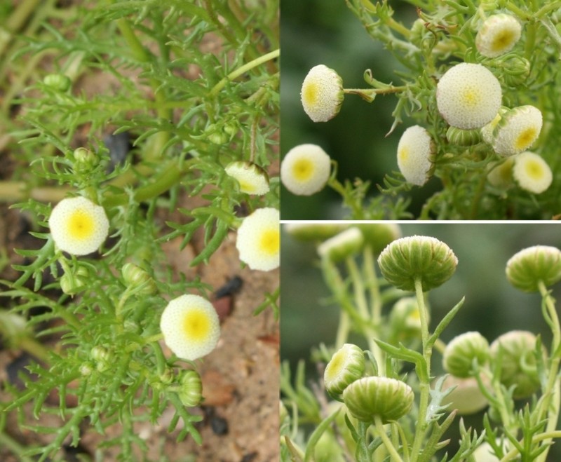 Cotula pusilla