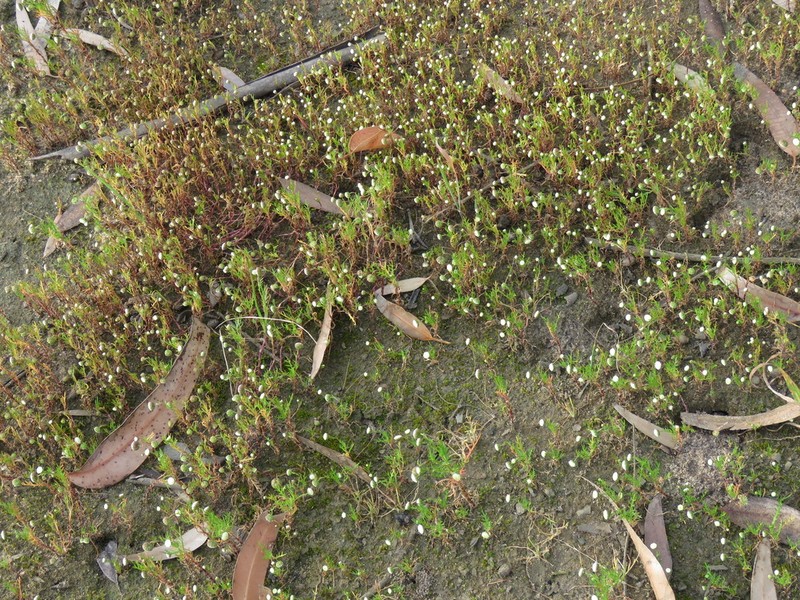 Cotula pusilla photo 3