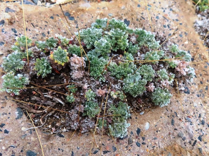 Cotula sericea
