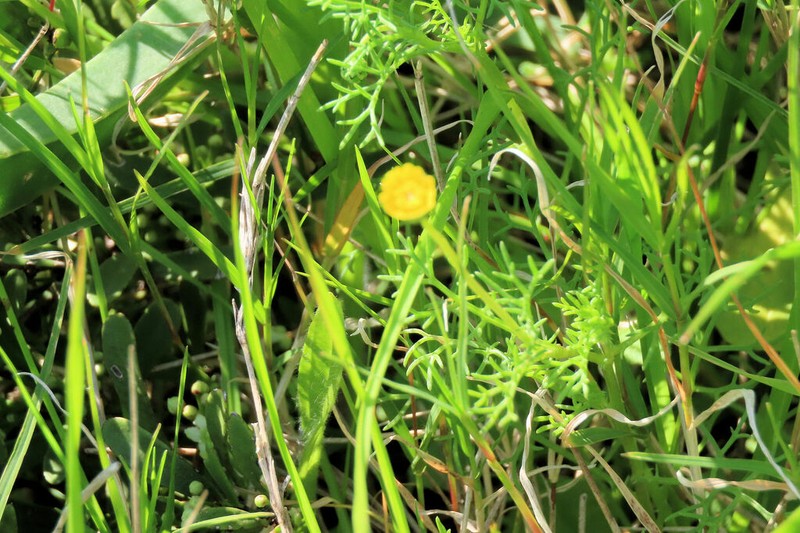 Cotula sericea photo 2