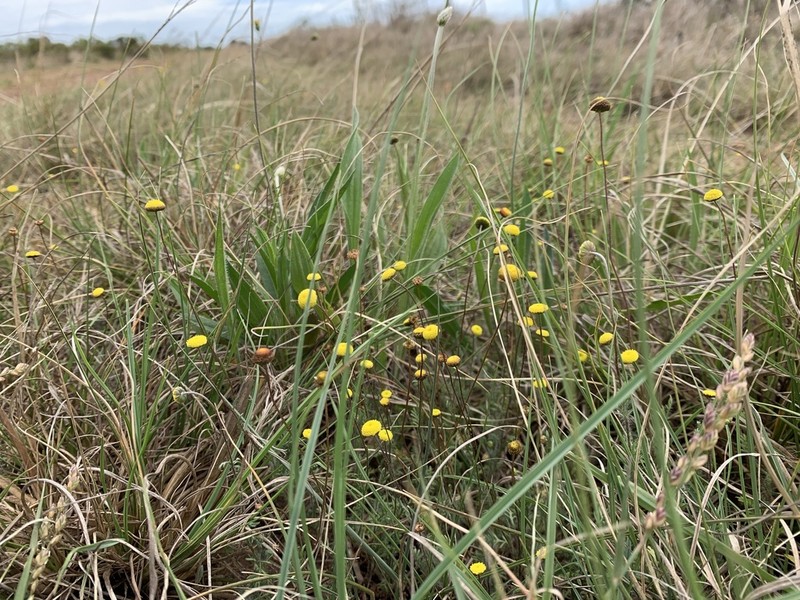 Cotula sericea photo 3