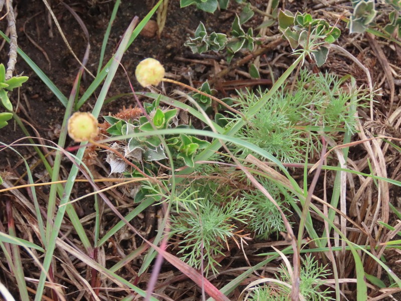 Cotula sericea photo 4