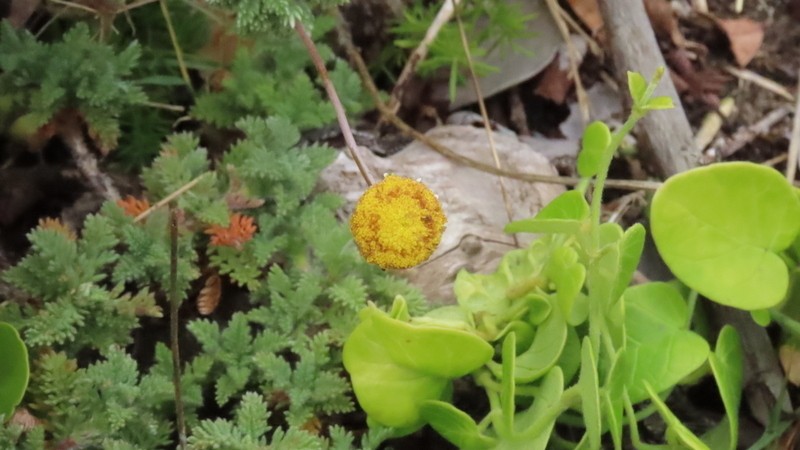 Cotula sericea photo 5