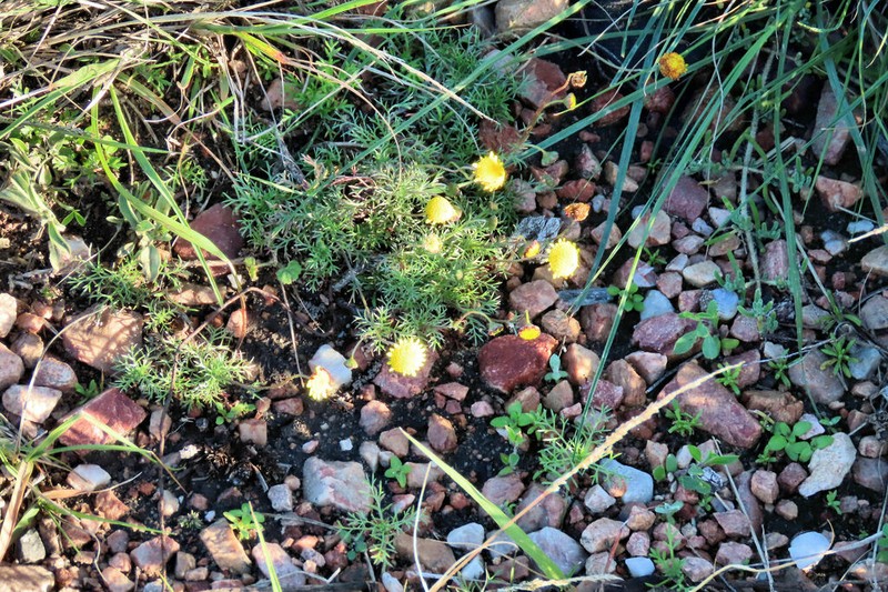 Cotula sericea photo 6