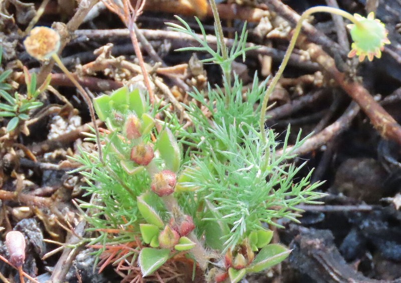 Cotula sericea photo 7