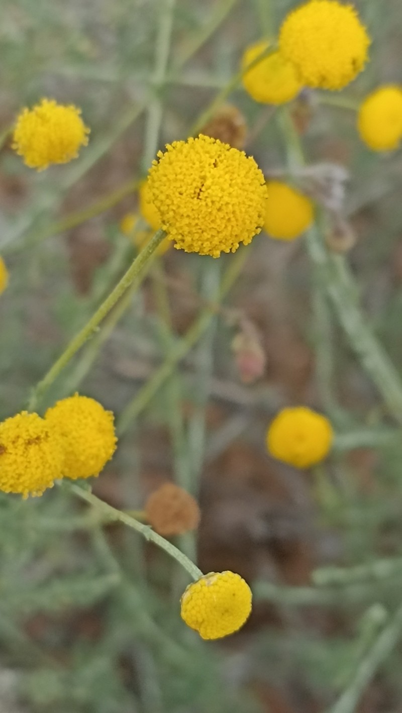 Cotula sericea photo 8
