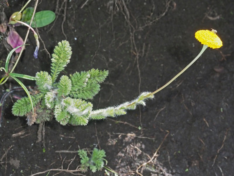 Cotula socialis photo 2