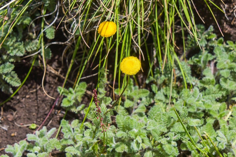 Cotula socialis photo 3