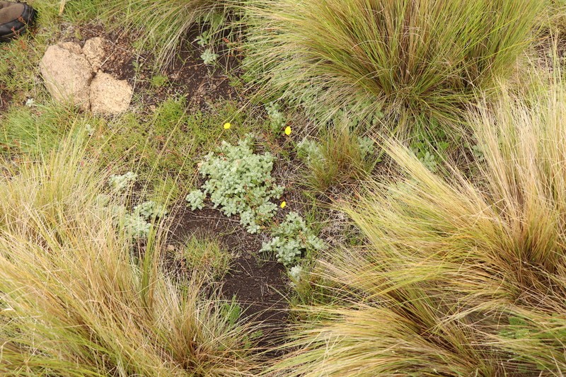 Cotula socialis photo 4