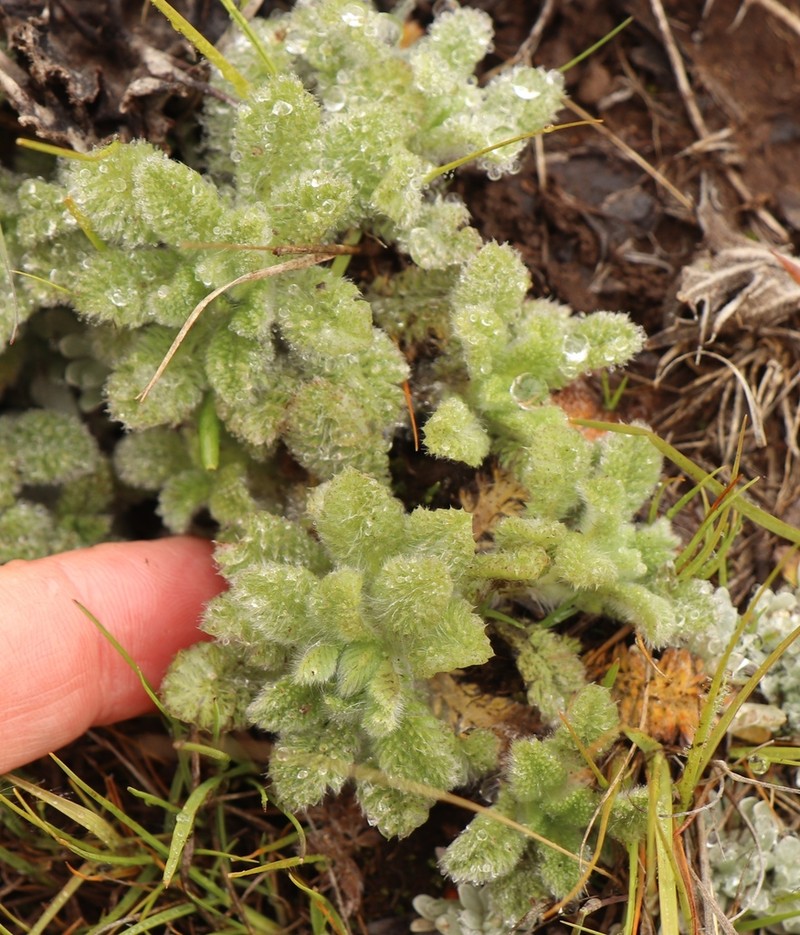 Cotula socialis photo 5