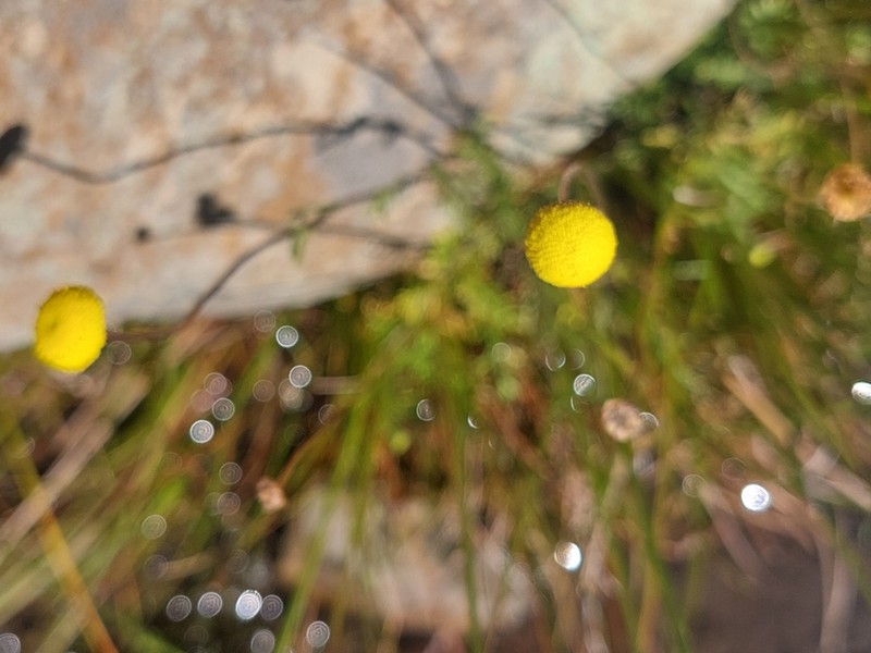 Cotula socialis photo 6