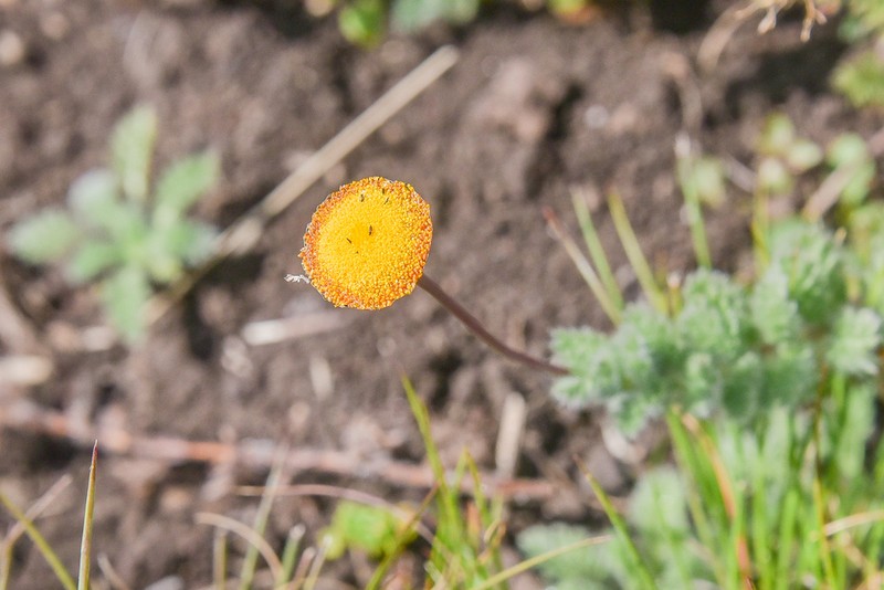 Cotula socialis photo 7
