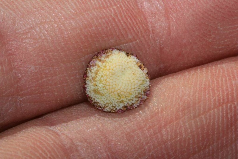 Cotula sororia
