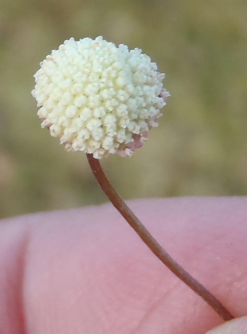 Cotula sororia photo 2