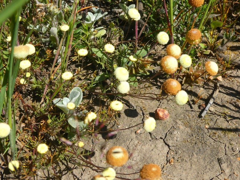 Cotula sororia photo 5