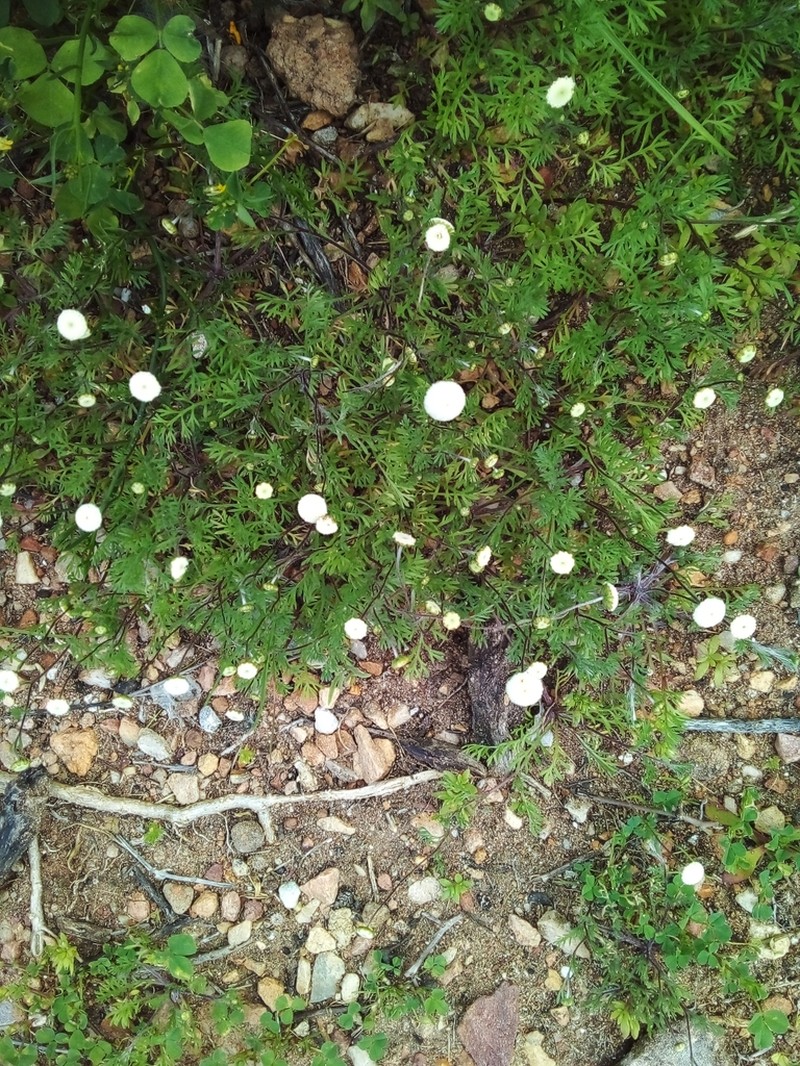 Cotula sororia photo 6