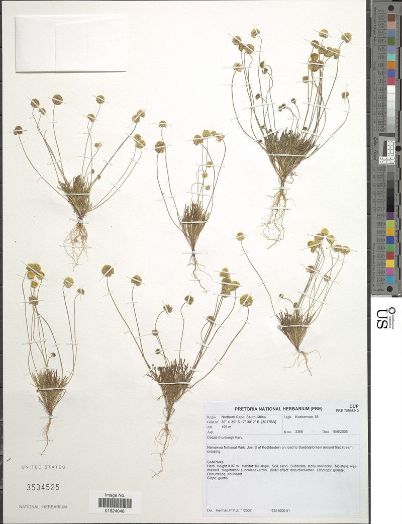 Cotula thunbergii photo 2