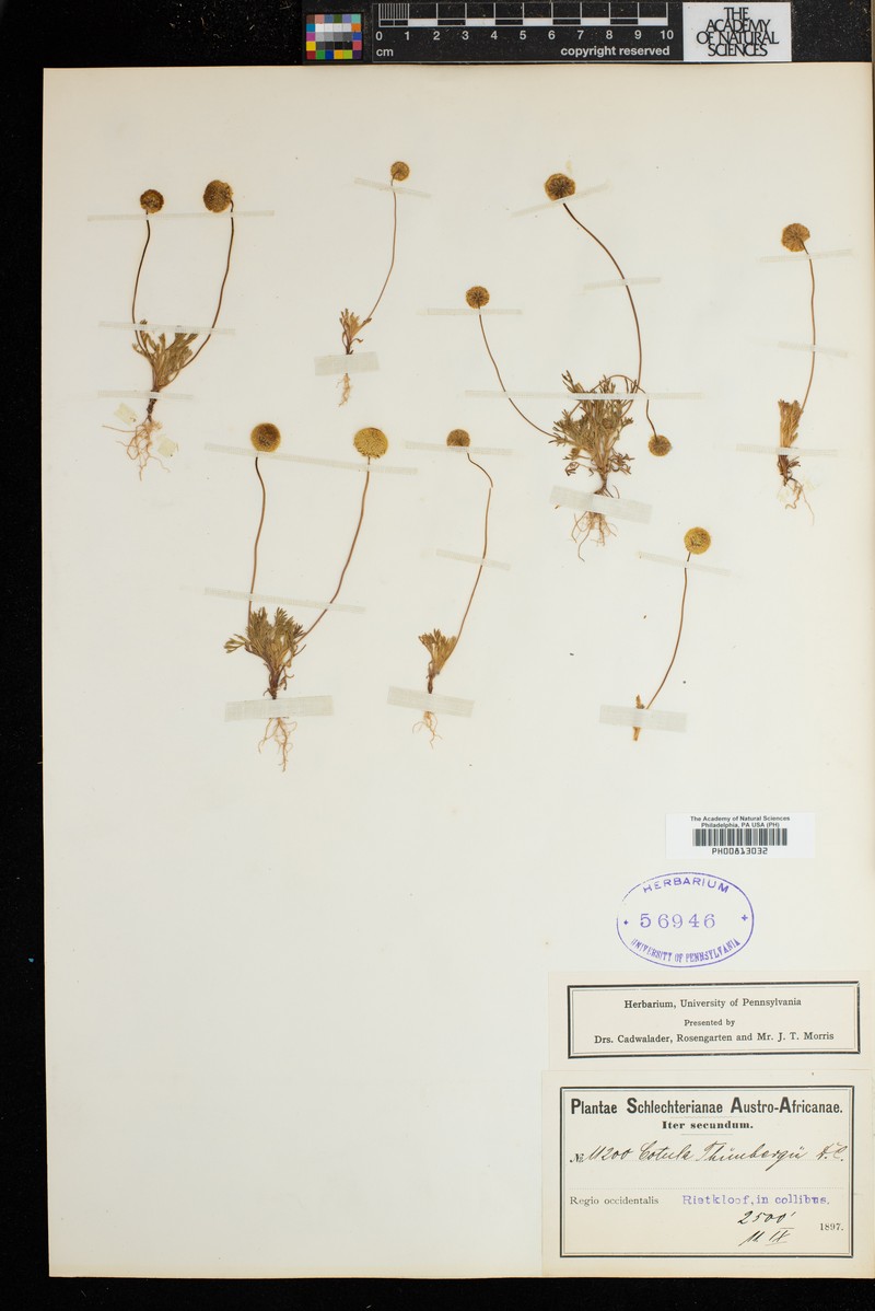Cotula thunbergii photo 3